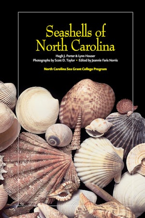 Seashells of North Carolina